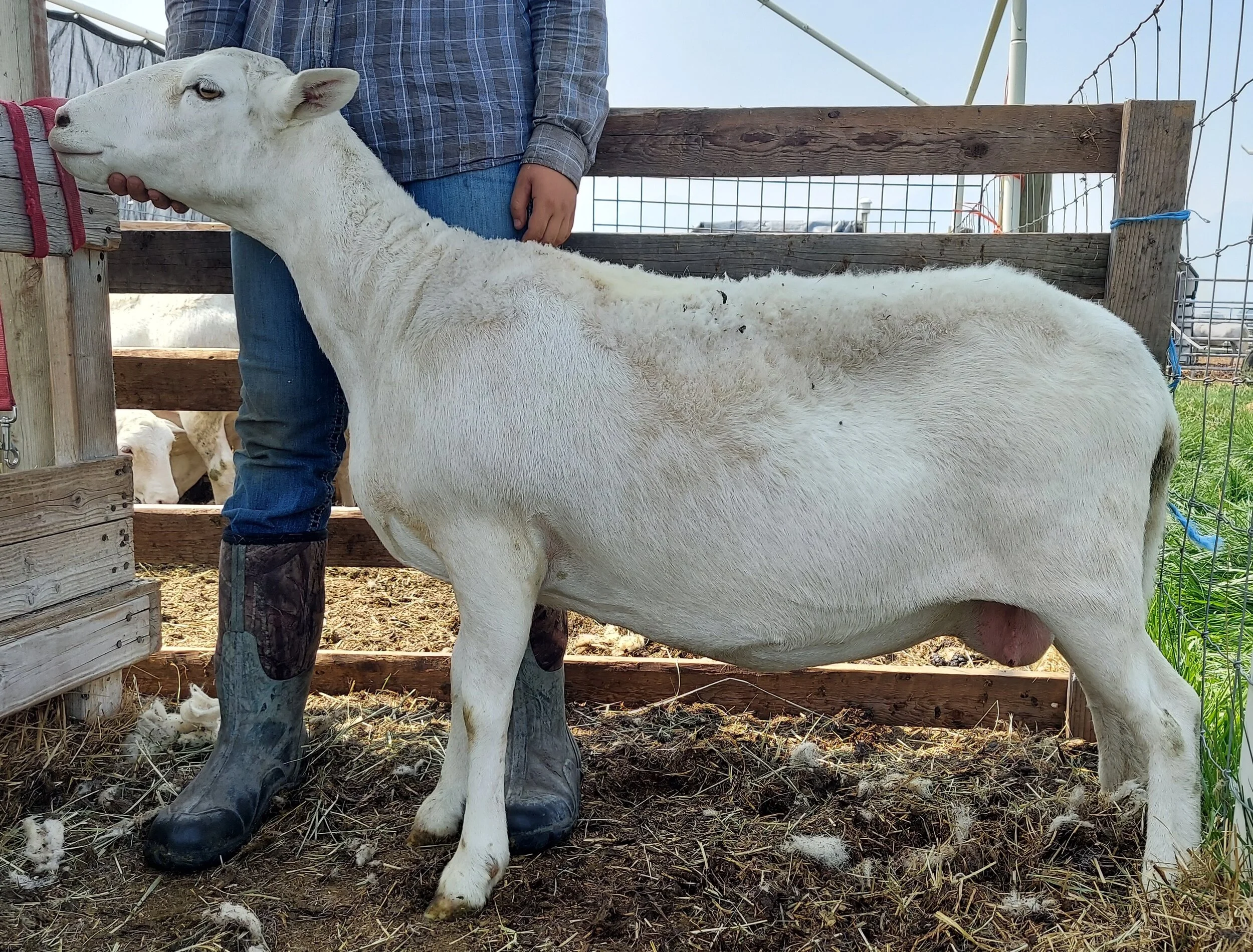 Hair Sheep Ewes — Creekside Farmstead